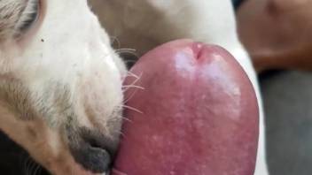 Dog with a playful tongue licking that dick in POV