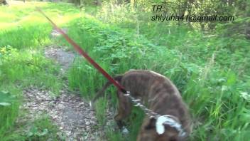 Insane Russian beast lover performs oral on canine penis and consumes feces