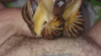 Hot mollusks swarm around a man's dick in a first-person view clip