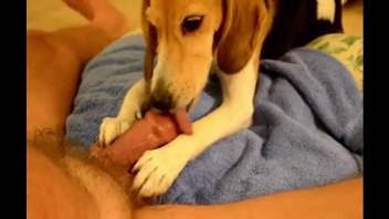 dog helps man come faster by licking his erect dick