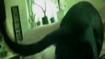 Tight-assed vixen pounded by a massive ebony stud