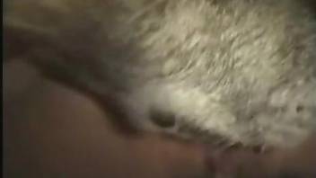 Closeup fucking with a mutt that wants hard sex