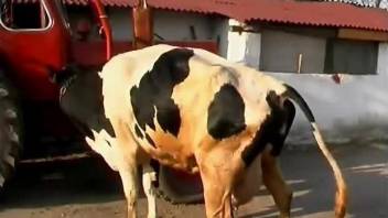 Brunette with a beautiful body finds a fuckable cow