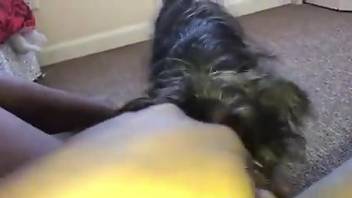 Hot pussy getting licked by a really sexy doggo