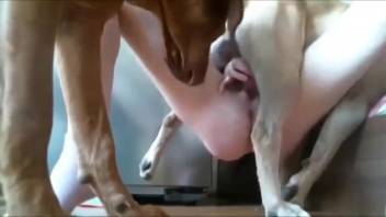 Tall blonde roughly fucked by a brown beast