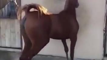 Brown mare showing off its sexy body in the barn