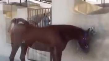 Chestnut filly flaunting her alluring physique in the stable