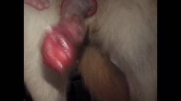 Canine penis dangles above the lens, appearing incredibly sexy as hell