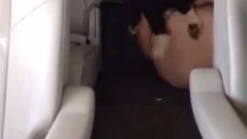 Unstoppable beast pounding a narrow bestiality orifice