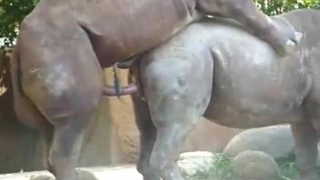 Rhinoceros screwing the hottest beasts you can imagine