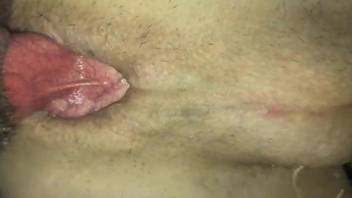 Guy's anal cavity stretched to the max by a dog