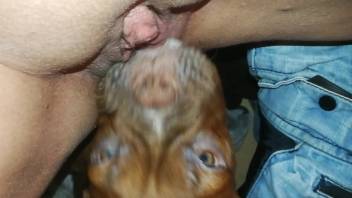 Facesitting episode starring a hot brunette vixen