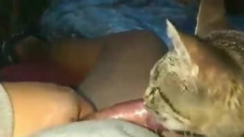 Cocksucker cat worships his stiff penis on camera