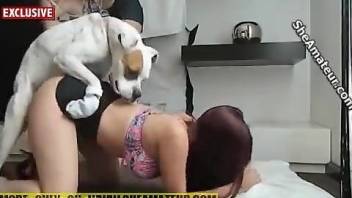Redheaded lady fucking a white dog real hard