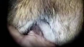 Guy manually stimulates the furry animal's moist vagina to heighten enjoyment