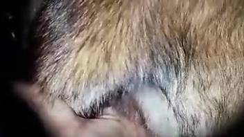Man finger fucks furry animal's wet pussy for increased pleasure