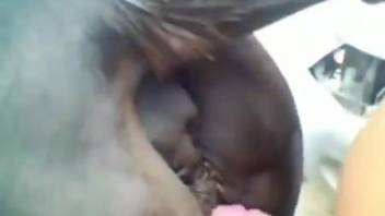 Guy uses his penis to train the horse's hot pussy