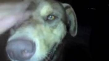 Canine with an impressive member gets an excellent manual stimulation