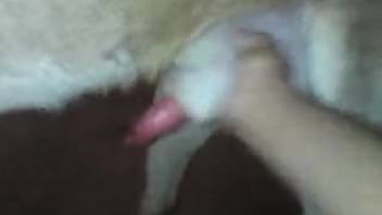 Aroused guy masturbates canine's penis