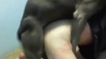 Dog licks man's ass while he's jerking off on cam