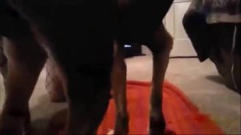 Canine penis adult film with messy oral action and climaxes