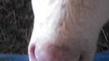 Small penis orally gratified by an extremely alluring beast