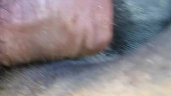 A well-hung stud pounds the fiery vagina of a brown mare