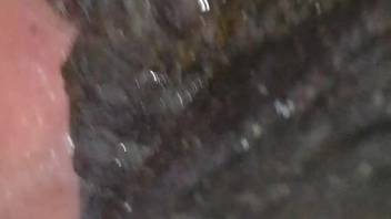 Supreme mare bestiality clip featuring extreme gape