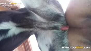 Compact rear-end guy being drilled by a massive stud doggy-style