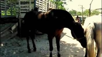 Equine sex film starring a promiscuous white female horse