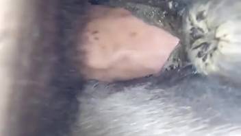 Female horse with a gushing wet cunt is about to be banged