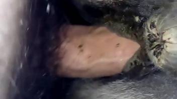 Guy employs his dick to discipline a wild cunt intensely