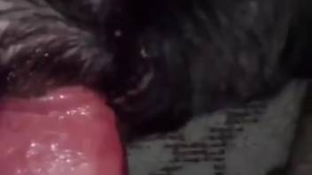 Guy stretches the boundaries of his female dog's vagina in intense adult film