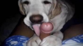 Nice canine cocksucker enjoying hot oral in POV