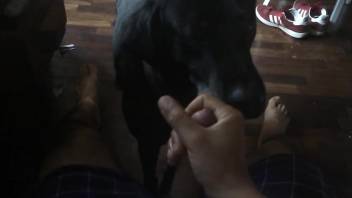 Nice POV blowjob featuring a black dog that sucks it