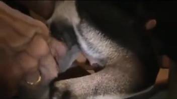 Guy employing his dick to satisfy this creature