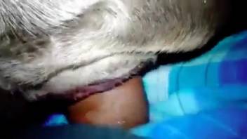 Ideal man's cock expanding dog's orifice