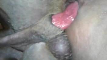 Tender zoophile asshole ripped apart by a big dick dog