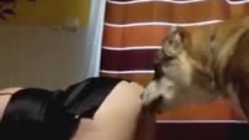 Steamy slut being pounded from the rear by a horny mutt