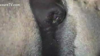 Sexy animal revealing its massive cock for the cam