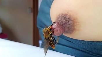 Bee fucking that nipple with its fucking stinger