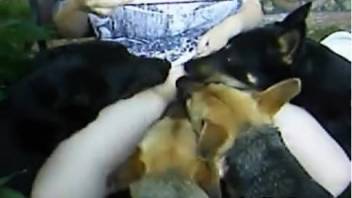 Pair of canines battling over an elderly bestiality-loving snatch