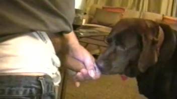 Guy aggressively pounds dog before allowing it to suck his cock