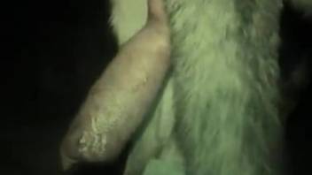 Aroused guy toys with the canine's large penis in various positions