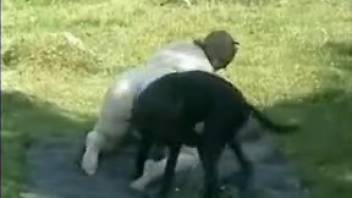Voluptuous woman taken doggy-style by an extremely aroused black canine