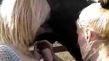 Hot lesbian chicks ready for a fast outdoor horse fuck live on cam