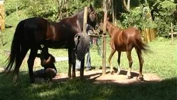 Spouse performs oral sex on massive equine member in open-air homemade bestiality video