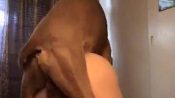 Rear entry banging with an obedient novice hottie