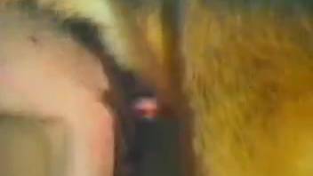 Intense canine intercourse with deviant females in high definition