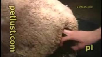 Guy is gonna screw a hot ewe with his dick